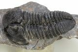 Huge, Inflated Gerastos Trilobite Fossil - Morocco #312809-2